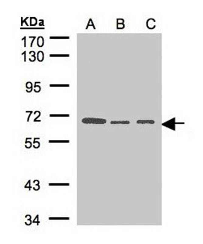 Anti-HPA2 Antibody