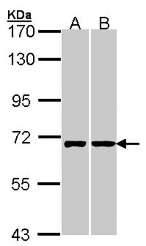 Anti-RIC8 Antibody