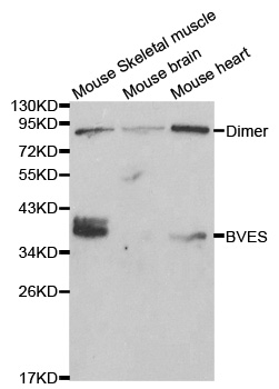 Anti-BVES Antibody