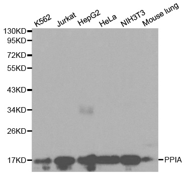 Anti-PPIA Antibody