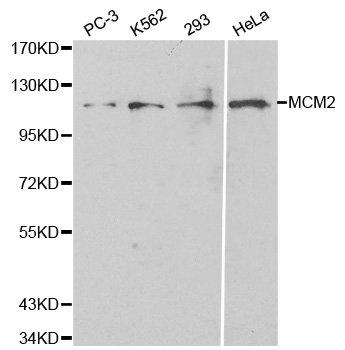 Anti-MCM2 Antibody