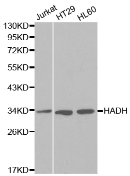 Anti-HADH Antibody