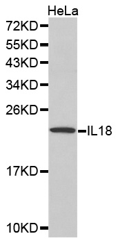 Anti-IL18 Antibody