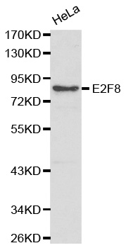 Anti-E2F8 Antibody