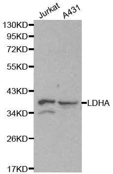 Anti-LDHA Antibody