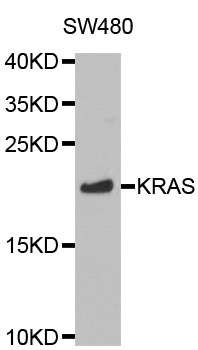 Anti-KRAS Antibody