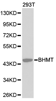 Anti-BHMT Antibody