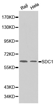 Anti-SDC1 Antibody