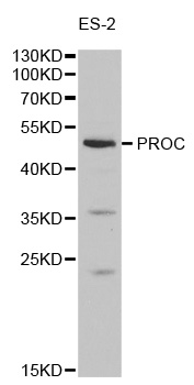 Anti-PROC Antibody