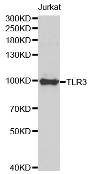 Anti-TLR3 Antibody