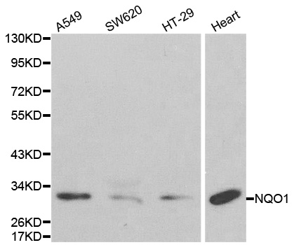 Anti-NQO1 Antibody