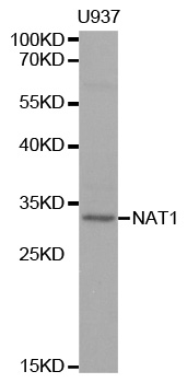 Anti-NAT1 Antibody