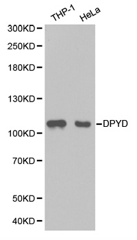 Anti-DPYD Antibody
