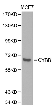 Anti-CYBB Antibody