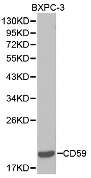 Anti-CD59 Antibody
