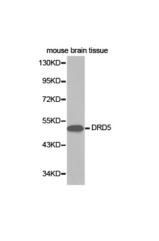 Anti-DRD5 Antibody