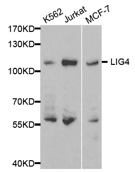 Anti-LIG4 Antibody