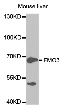 Anti-FMO3 Antibody