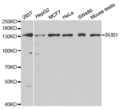 Anti-BUB1 Antibody