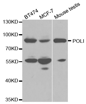 Anti-POLI Antibody
