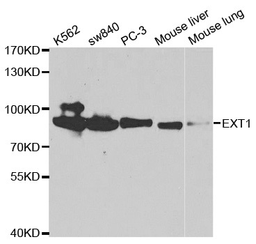 Anti-EXT1 Antibody