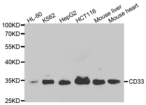 Anti-CD33 Antibody