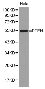 Anti-PTEN Antibody