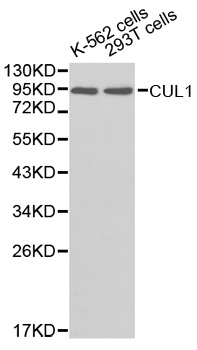 Anti-CUL1 Antibody
