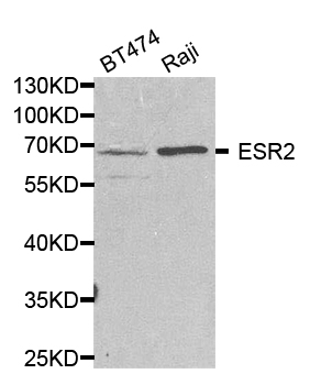 Anti-ESR2 Antibody
