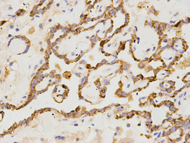 Anti-CD19 Antibody