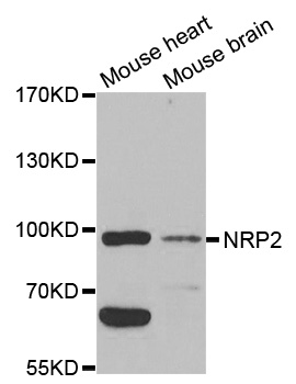 Anti-NRP2 Antibody