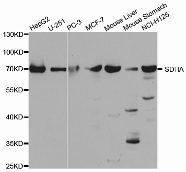 Anti-SDHA Antibody