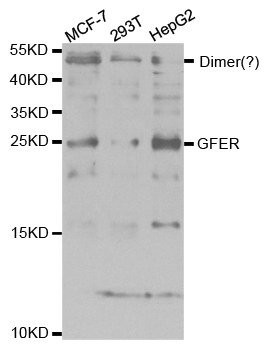 Anti-GFER Antibody