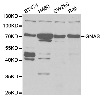 Anti-GNAS Antibody