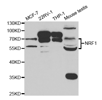 Anti-NRF1 Antibody