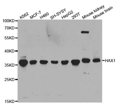 Anti-HAX1 Antibody