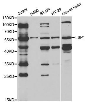 Anti-LSP1 Antibody