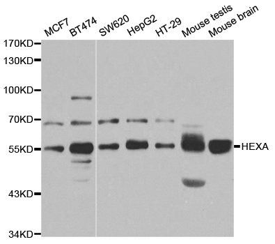 Anti-HEXA Antibody
