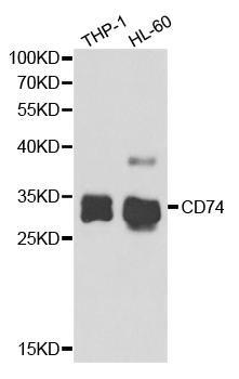 Anti-CD74 Antibody