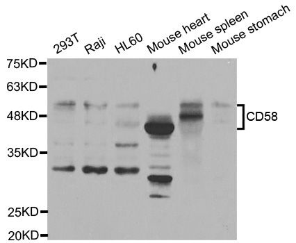 Anti-CD58 Antibody
