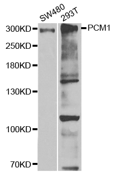 Anti-PCM1 Antibody