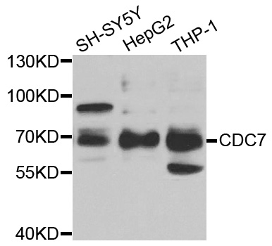 Anti-CDC7 Antibody