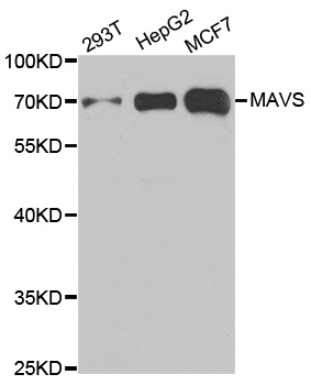 Anti-MAVS Antibody