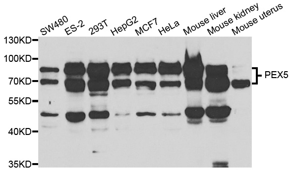 Anti-PEX5 Antibody