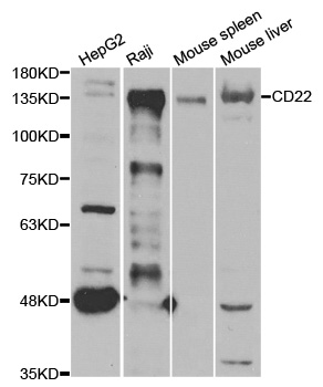 Anti-CD22 Antibody
