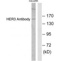 Anti-HER3 Antibody