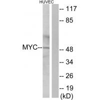Anti-Myc Antibody
