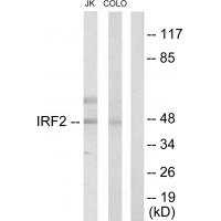 Anti-IRF2 Antibody