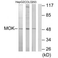 Anti-MOK Antibody