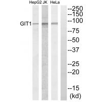 Anti-GIT1 Antibody
